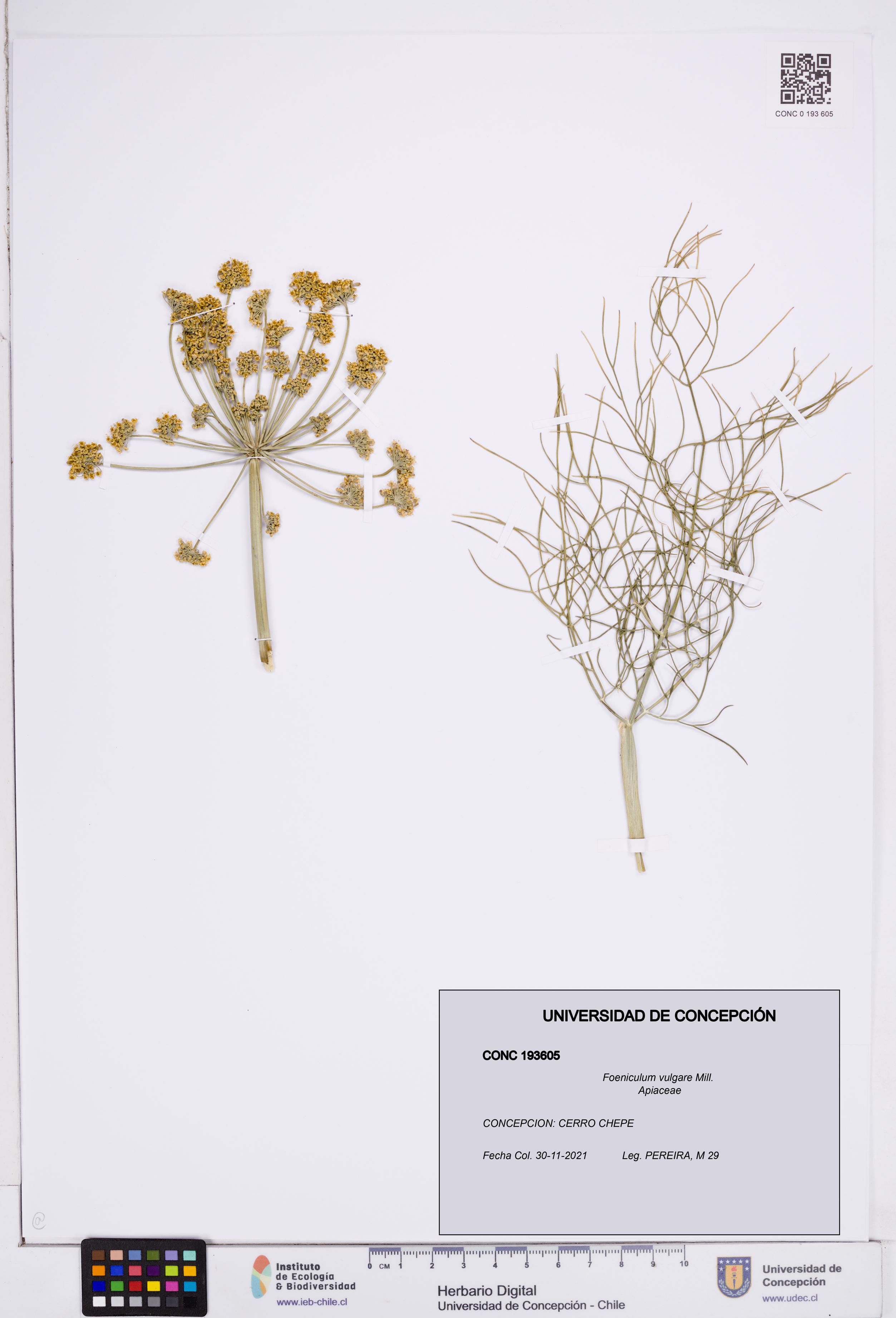 Foeniculum vulgare [Espécimen: ]
