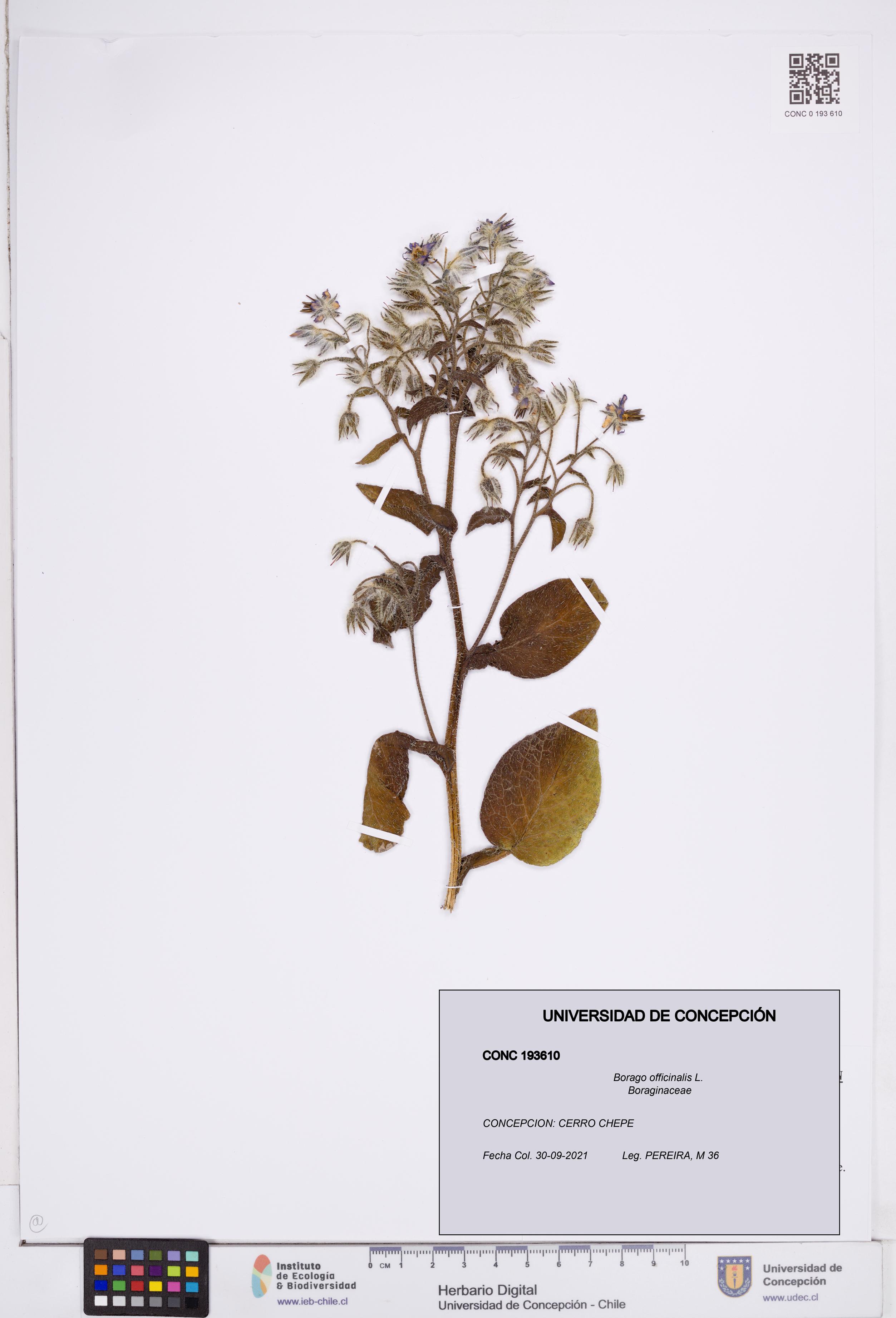 Borago officinalis [Espécimen: ]