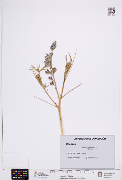 Lupinus angustifolius [Espécimen: ]