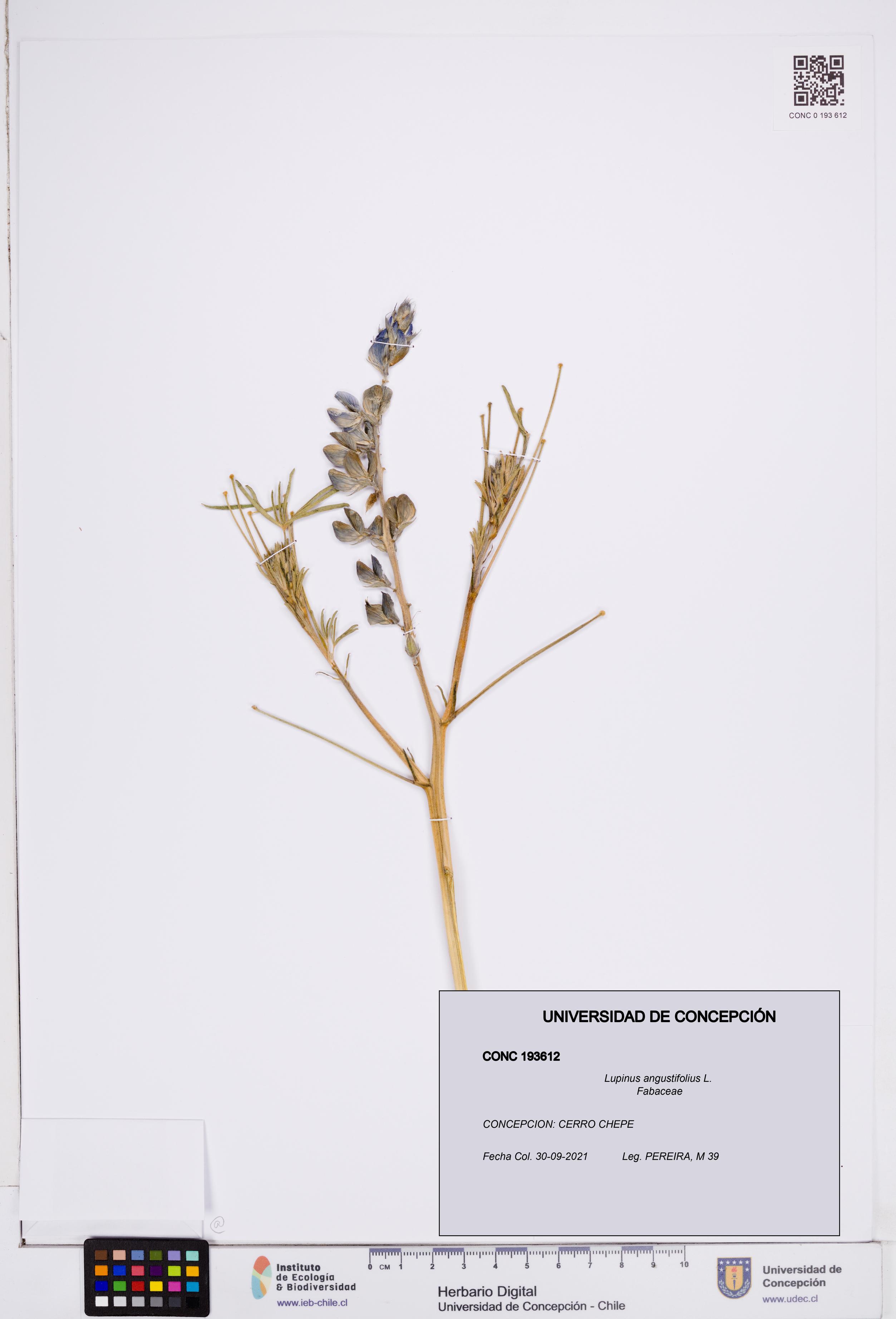Lupinus angustifolius [Espécimen: ]