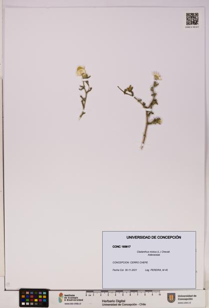 Cladanthus mixtus [Espécimen: UDEC:CONC:0193617]
