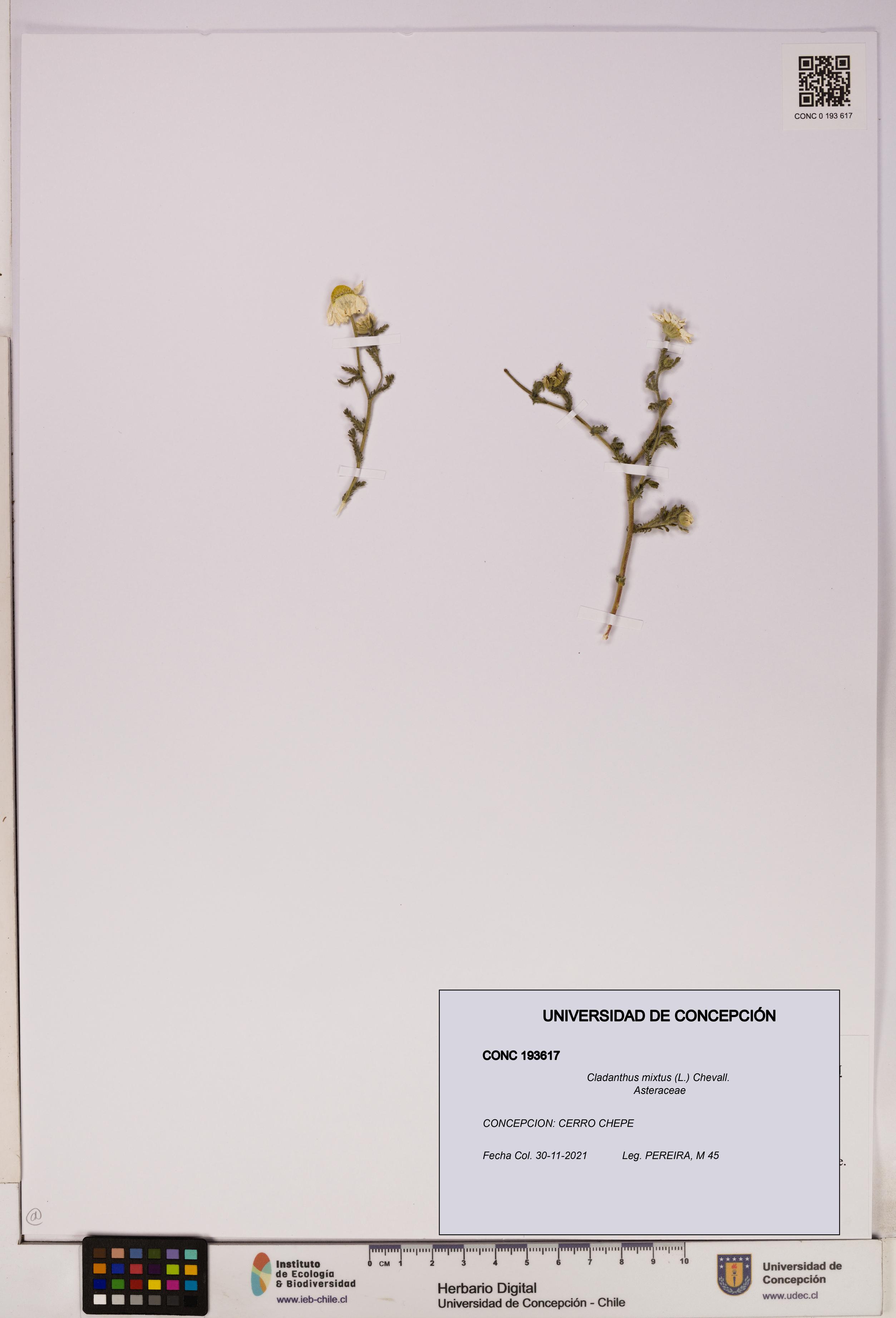 Cladanthus mixtus [Espécimen: UDEC:CONC:0193617]