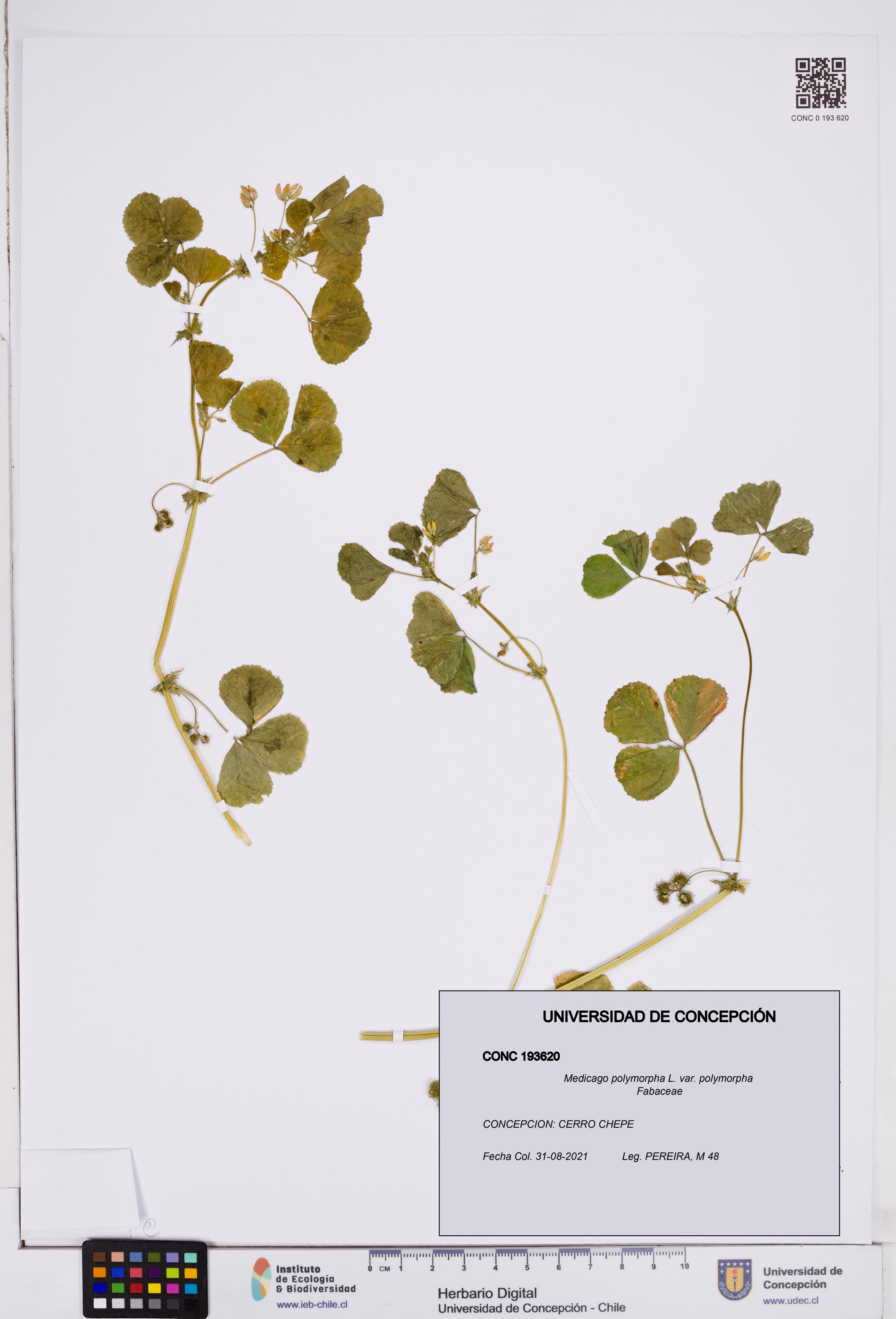 Medicago polymorpha var. polymorpha [Espécimen: ]