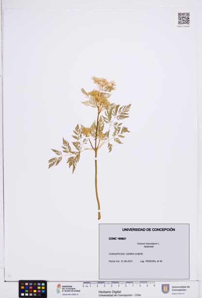 Conium maculatum [Espécimen: ]