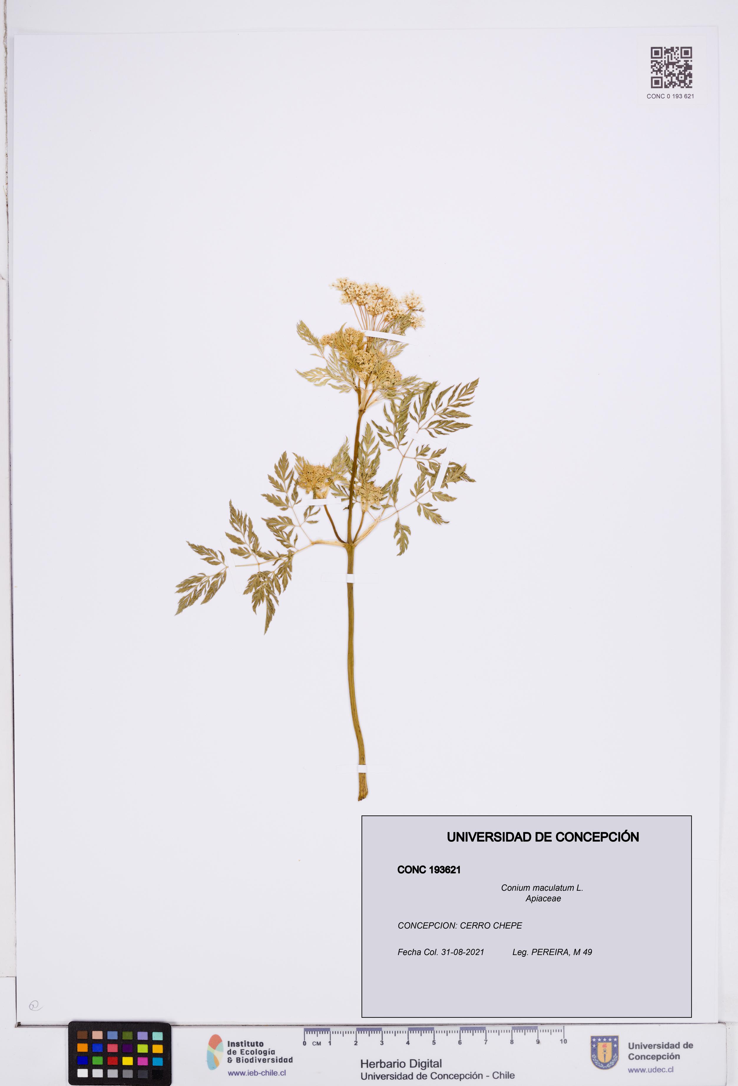 Conium maculatum [Espécimen: ]