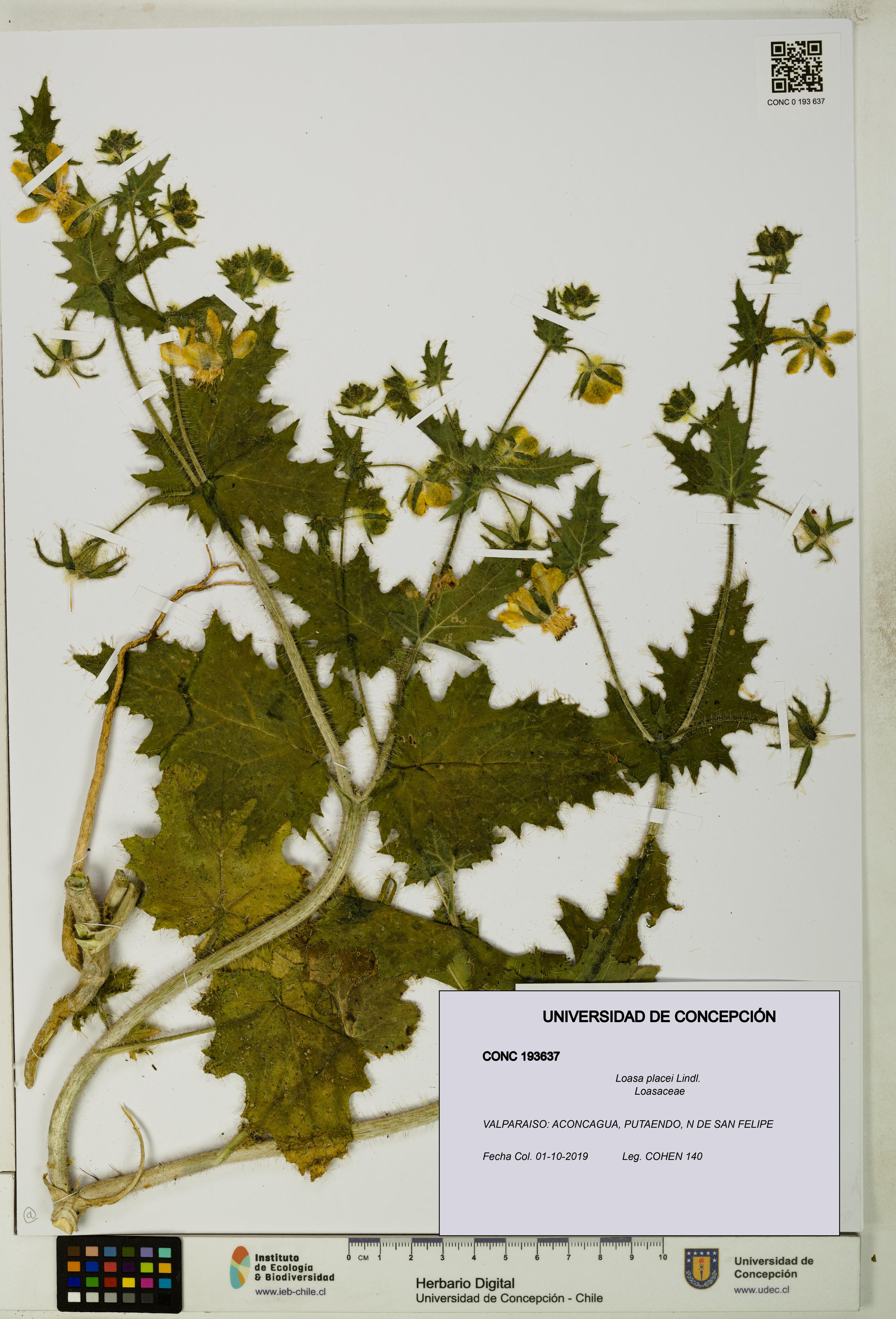 Loasa placei [Espécimen: UDEC:CONC:0193637]