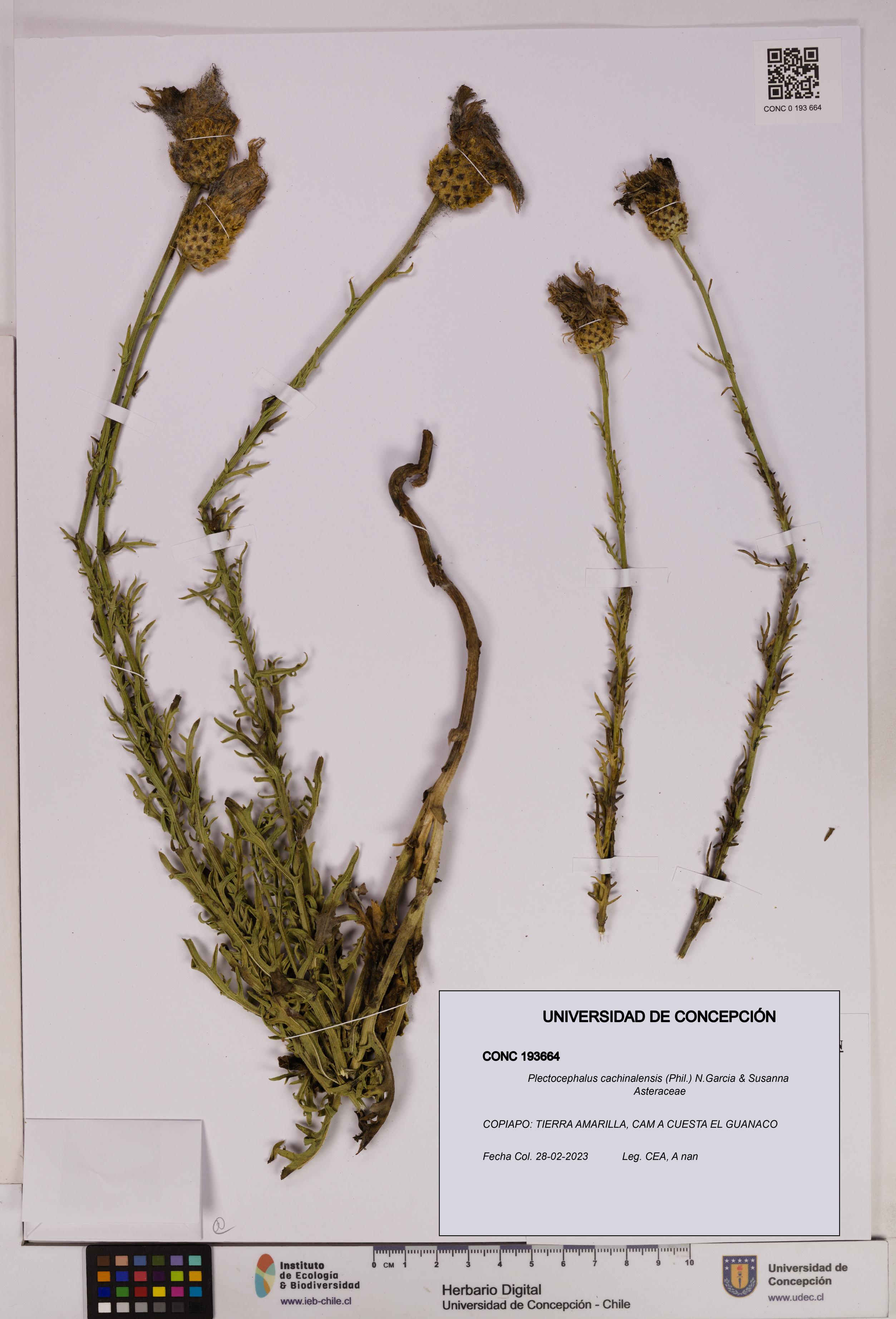 Plectocephalus cachinalensis [Espécimen: UDEC:CONC:0193664]