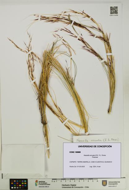 Nassella arcuata [Espécimen: UDEC:CONC:0193665]