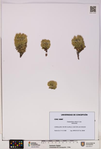 Chaetanthera villosa [Espécimen: UDEC:CONC:0193667]