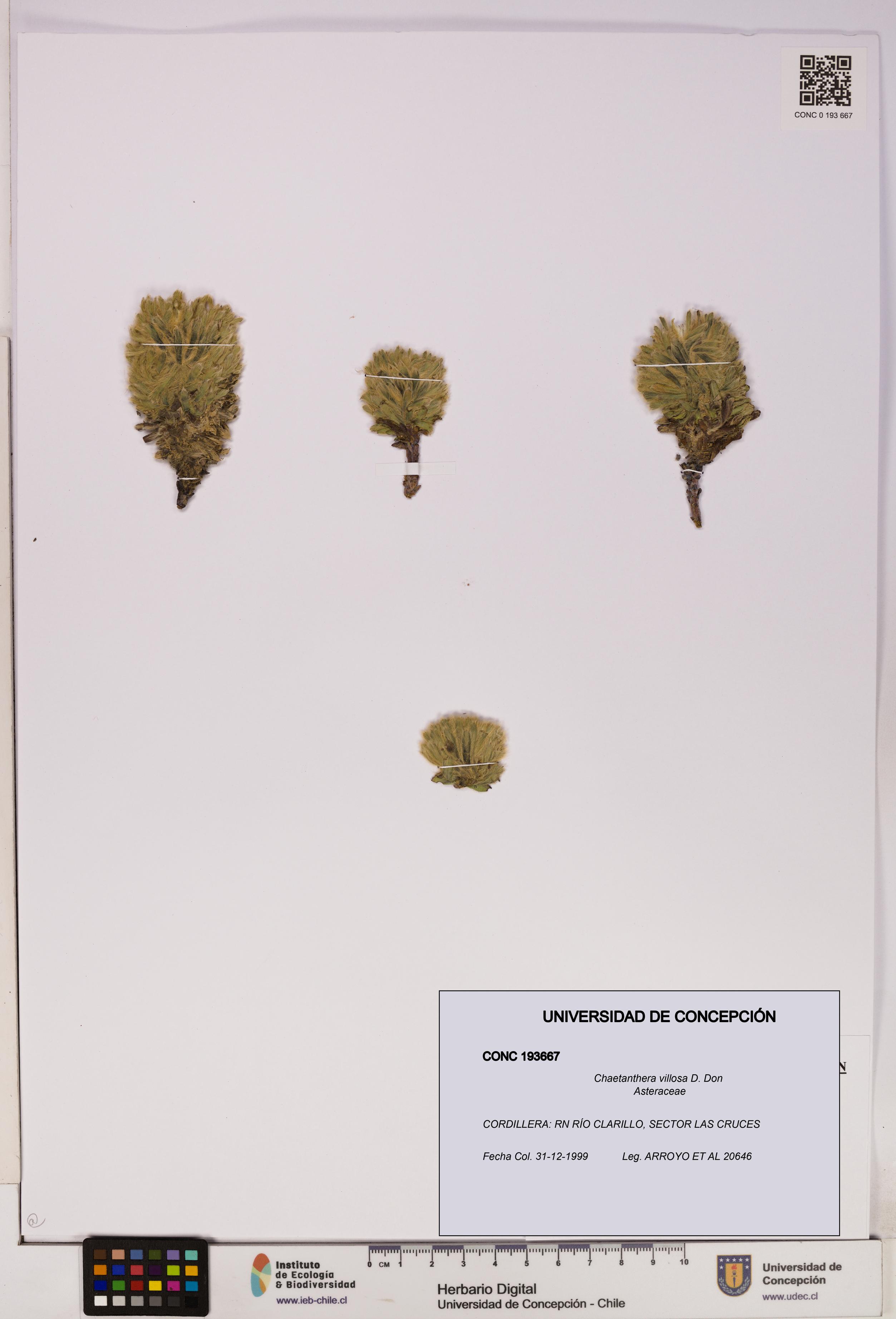 Chaetanthera villosa [Espécimen: UDEC:CONC:0193667]