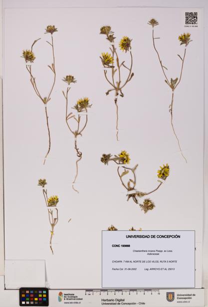 Chaetanthera incana [Espécimen: UDEC:CONC:0193668]