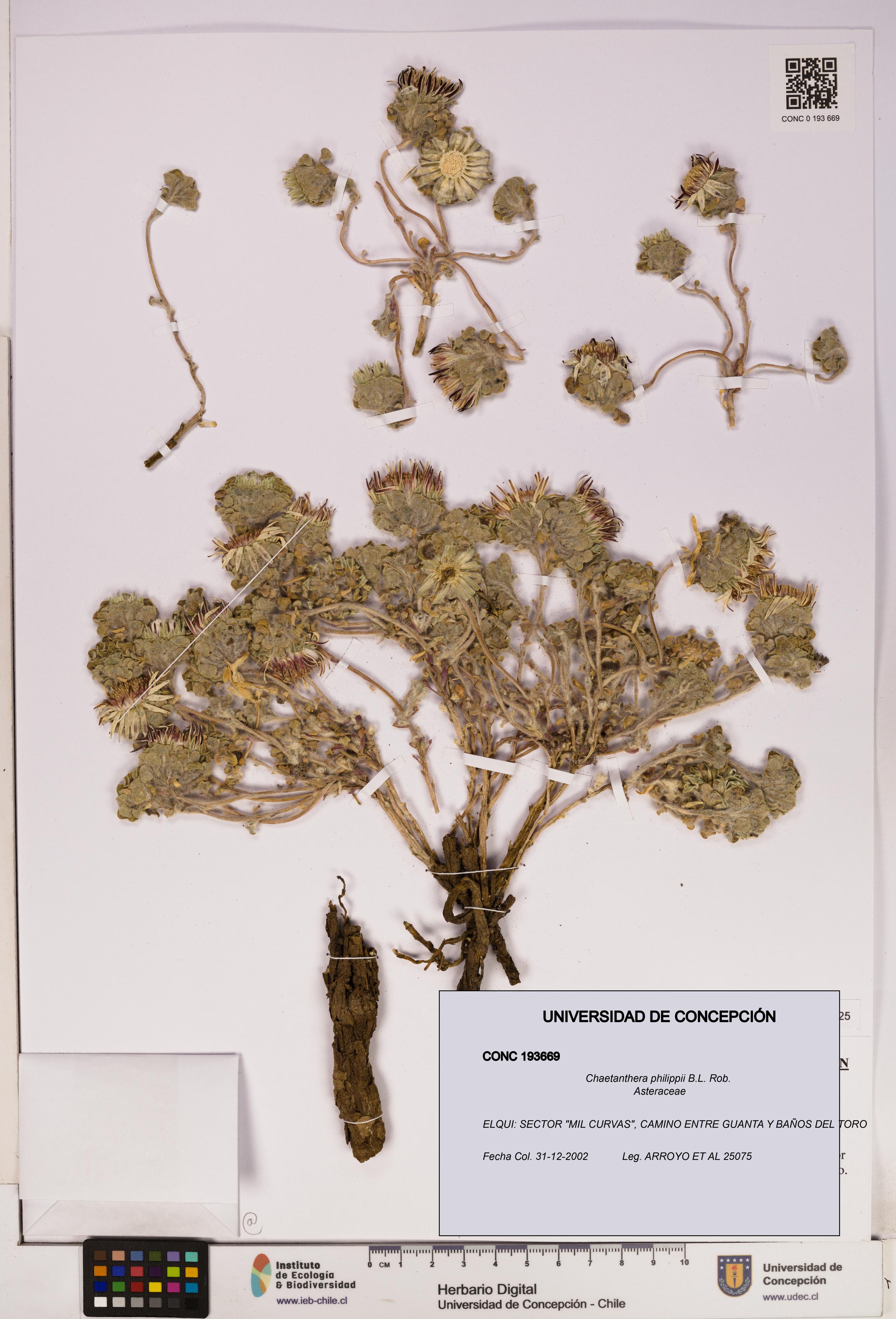 Chaetanthera philippii [Espécimen: UDEC:CONC:0193669]