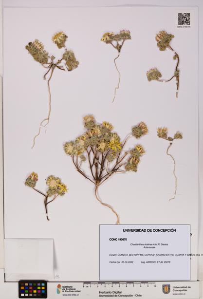 Chaetanthera kalinae [Espécimen: UDEC:CONC:0193670]