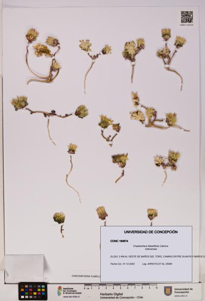 Chaetanthera flabellifolia [Espécimen: UDEC:CONC:0193674]