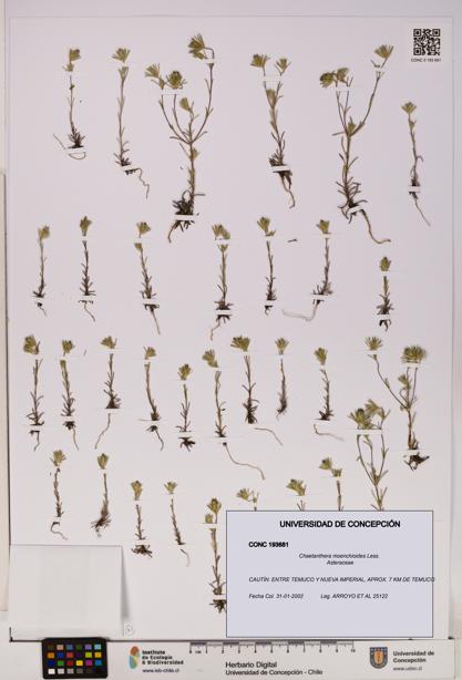Chaetanthera moenchioides [Espécimen: UDEC:CONC:0193681]