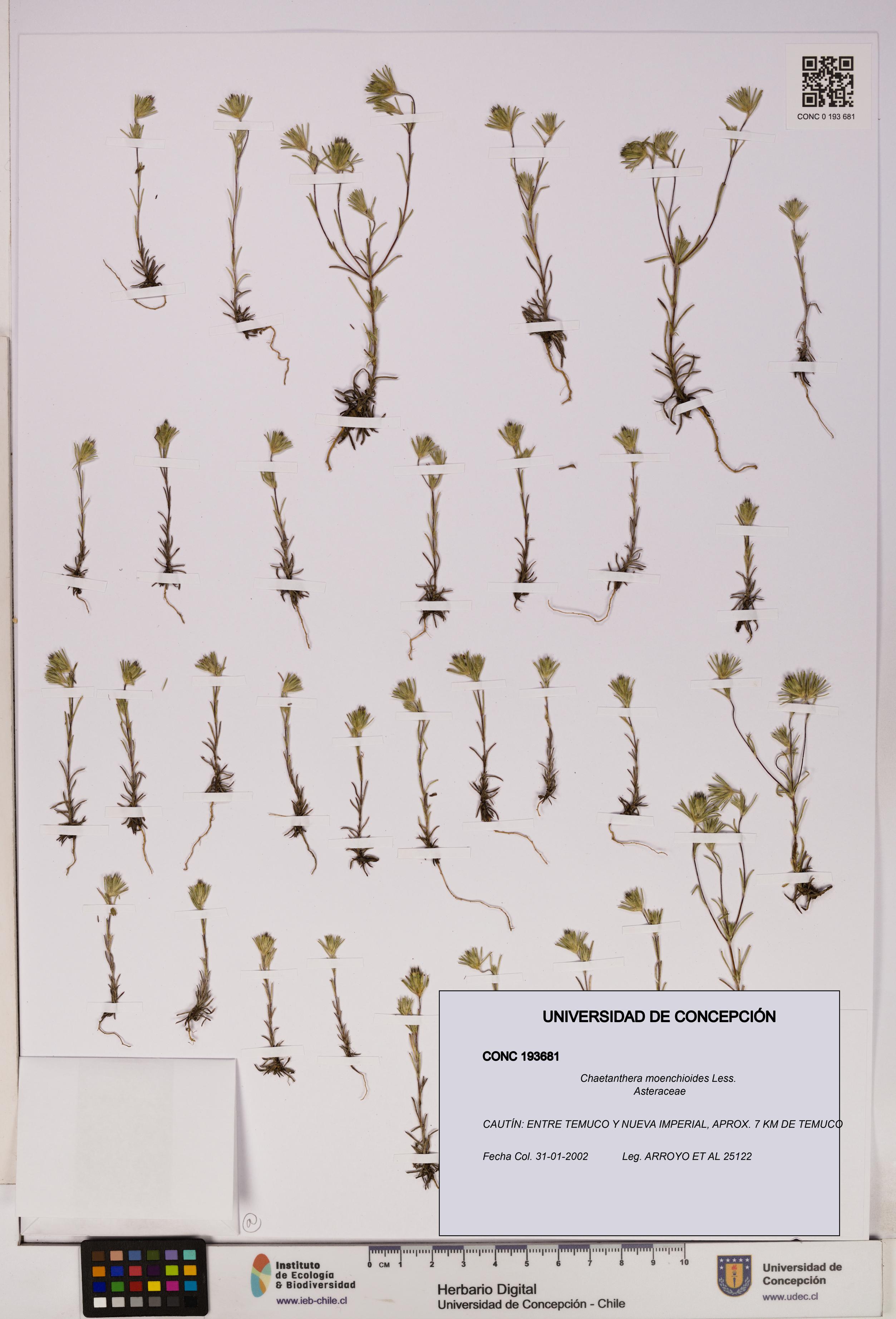 Chaetanthera moenchioides [Espécimen: UDEC:CONC:0193681]