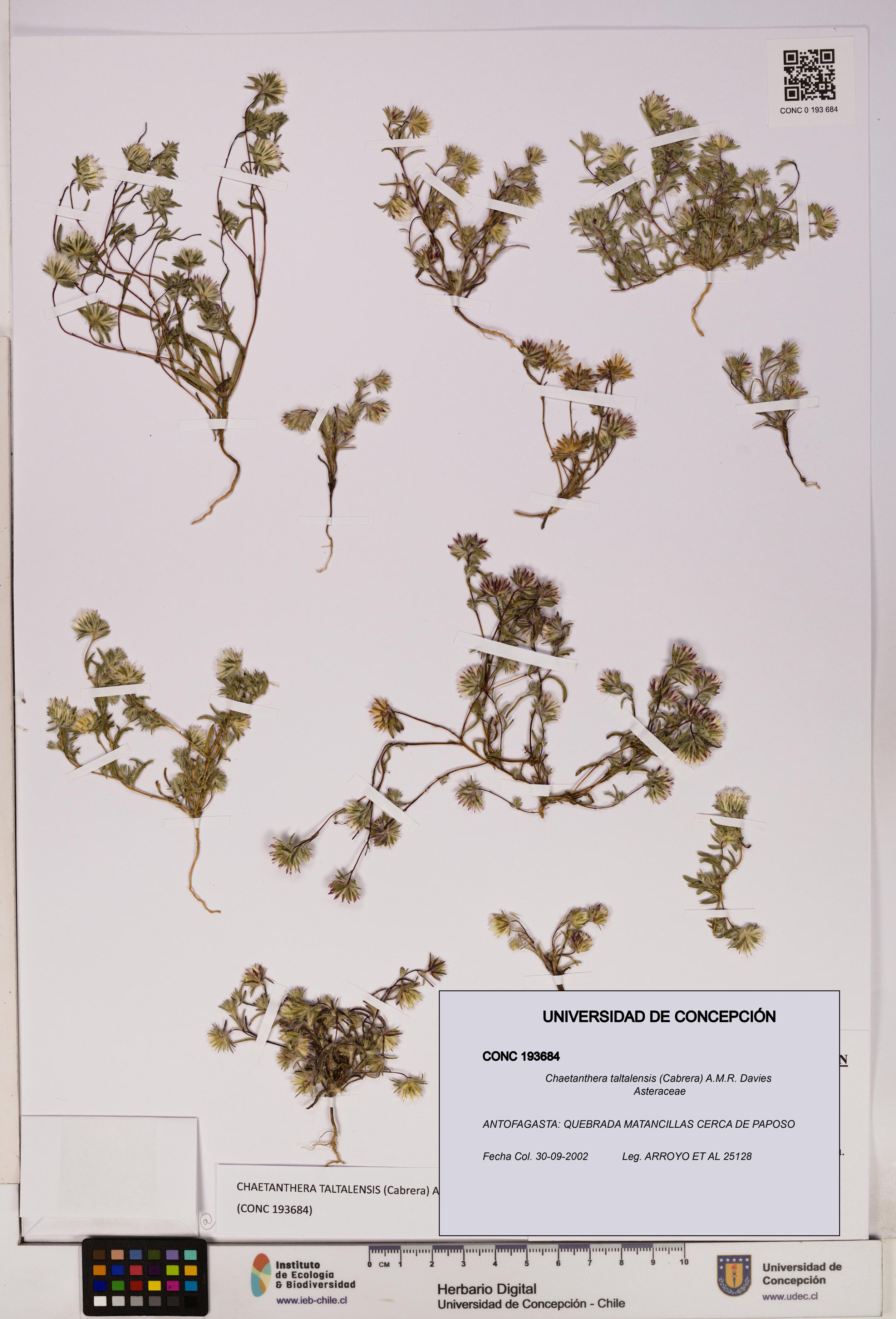 Chaetanthera taltalensis [Espécimen: UDEC:CONC:0193684]