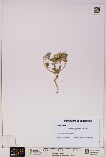 Chaetanthera limbata [Espécimen: UDEC:CONC:0193686]