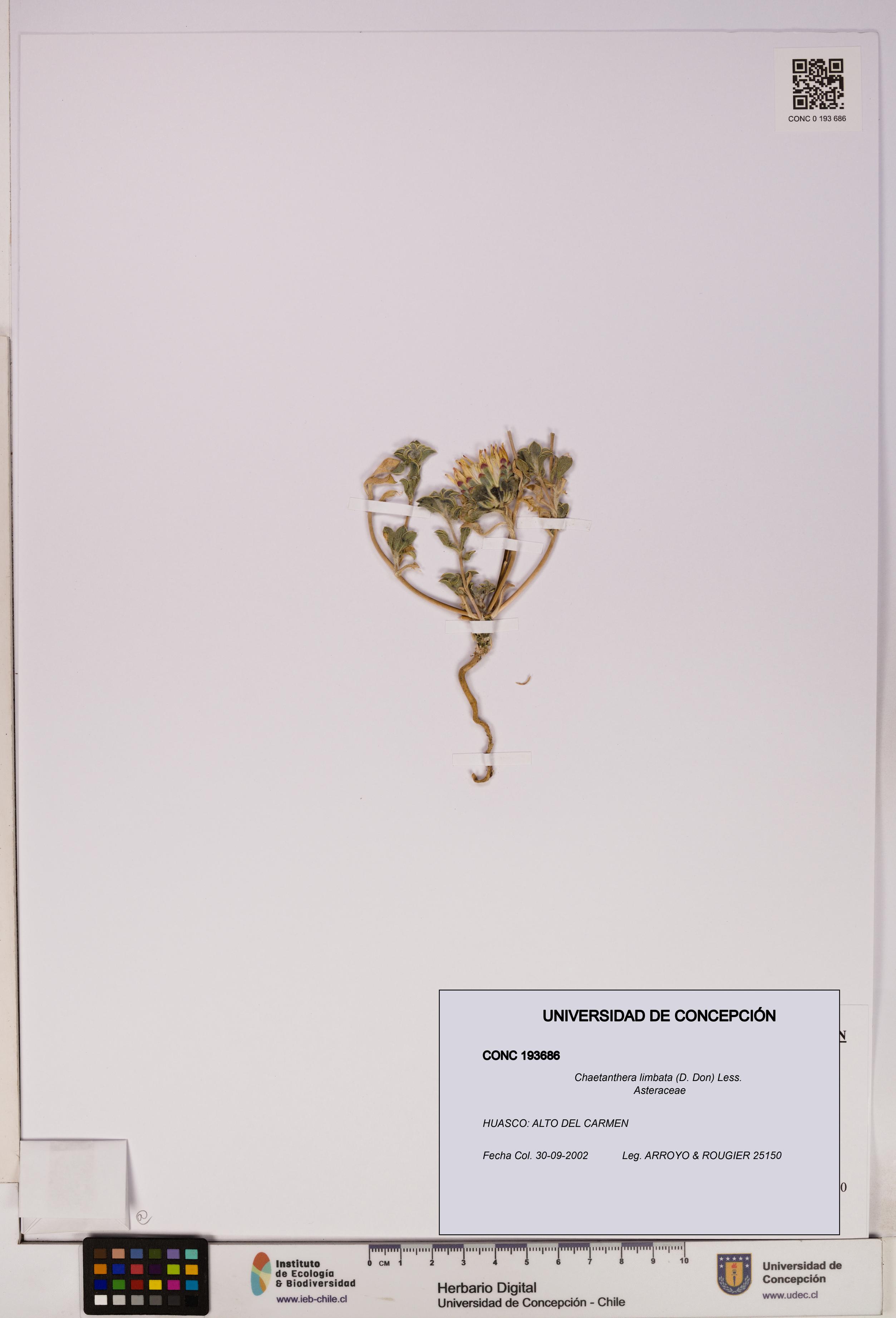 Chaetanthera limbata [Espécimen: UDEC:CONC:0193686]