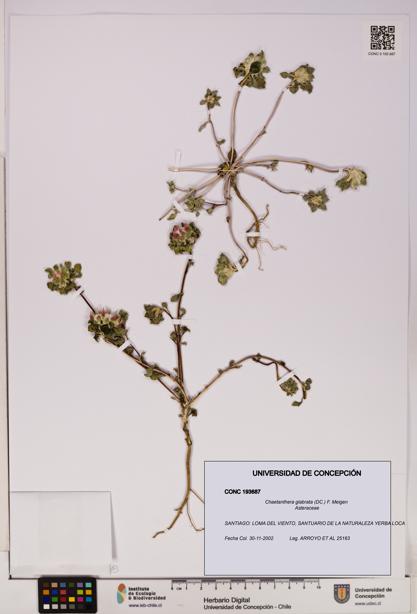 Chaetanthera glabrata [Espécimen: UDEC:CONC:0193687]