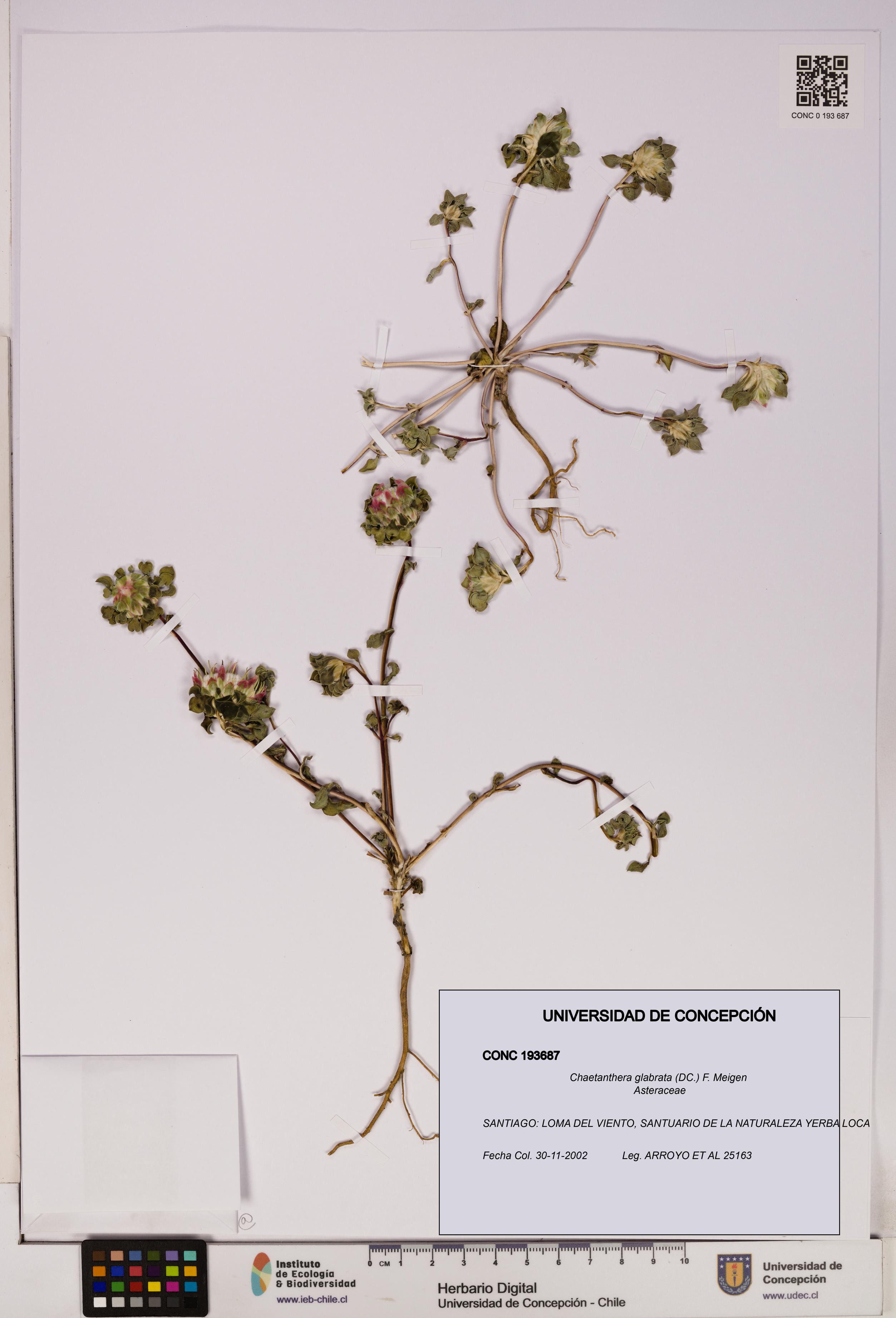 Chaetanthera glabrata [Espécimen: UDEC:CONC:0193687]