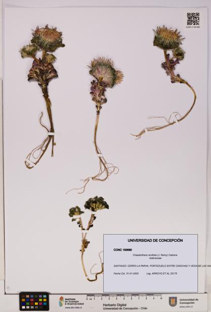 Chaetanthera renifolia [Espécimen: UDEC:CONC:0193690]