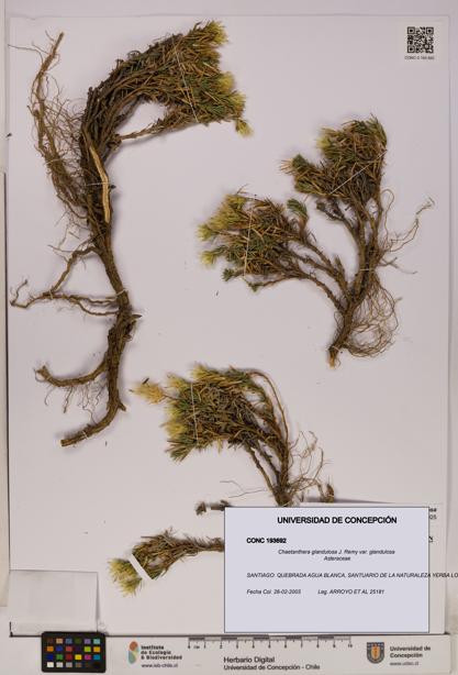 Chaetanthera glandulosa var. glandulosa [Espécimen: UDEC:CONC:0193692]