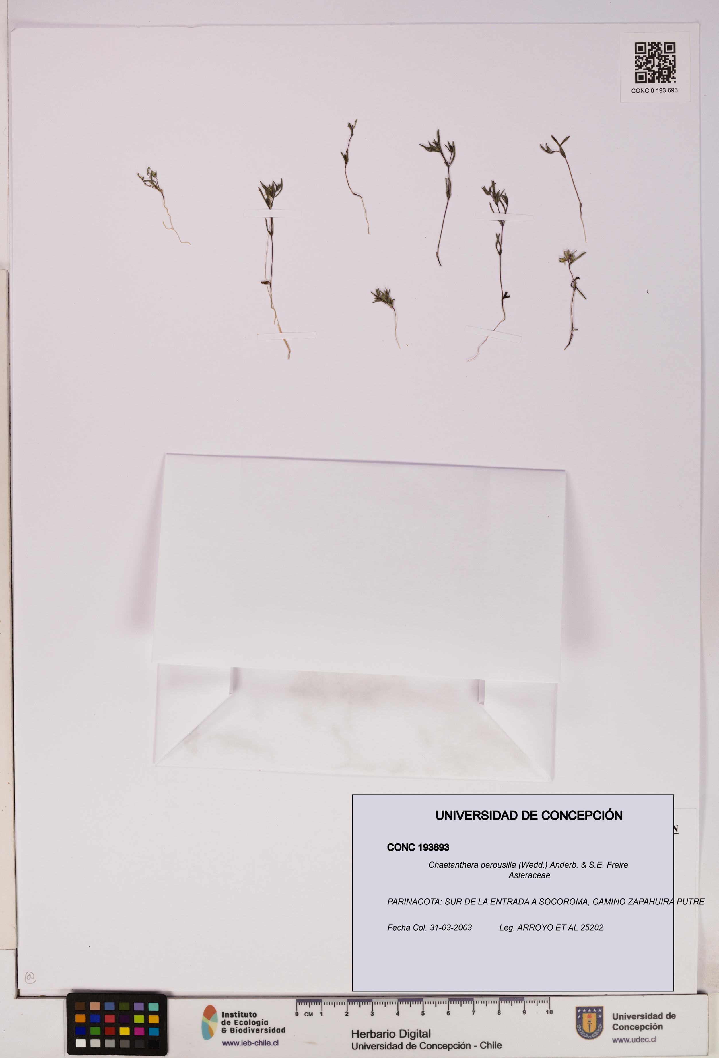 Chaetanthera perpusilla [Espécimen: UDEC:CONC:0193693]