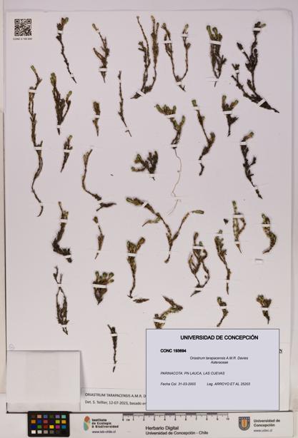 Oriastrum tarapacensis [Espécimen: UDEC:CONC:0193694]