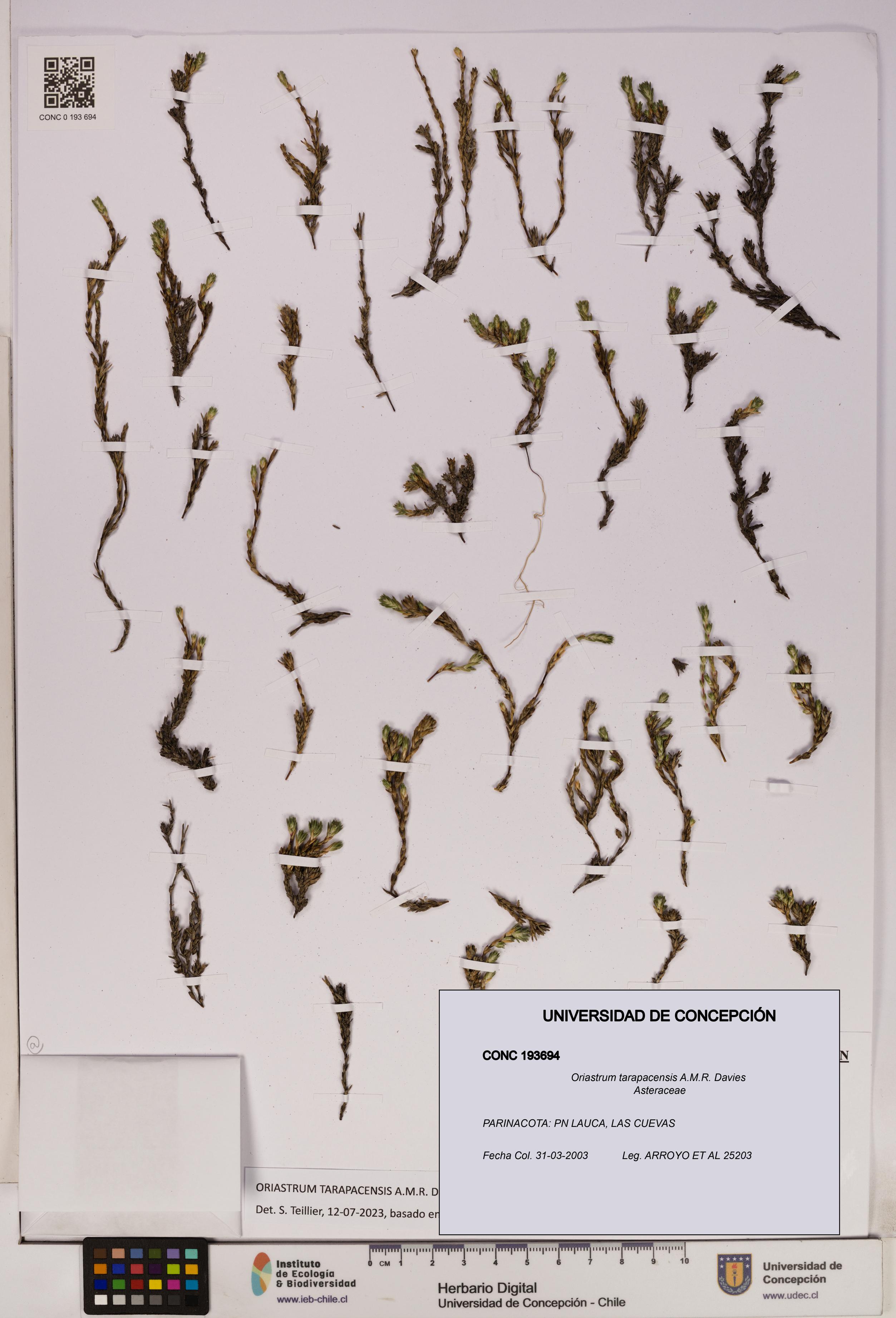 Oriastrum tarapacensis [Espécimen: UDEC:CONC:0193694]