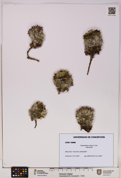 Chaetanthera villosa [Espécimen: UDEC:CONC:0193696]