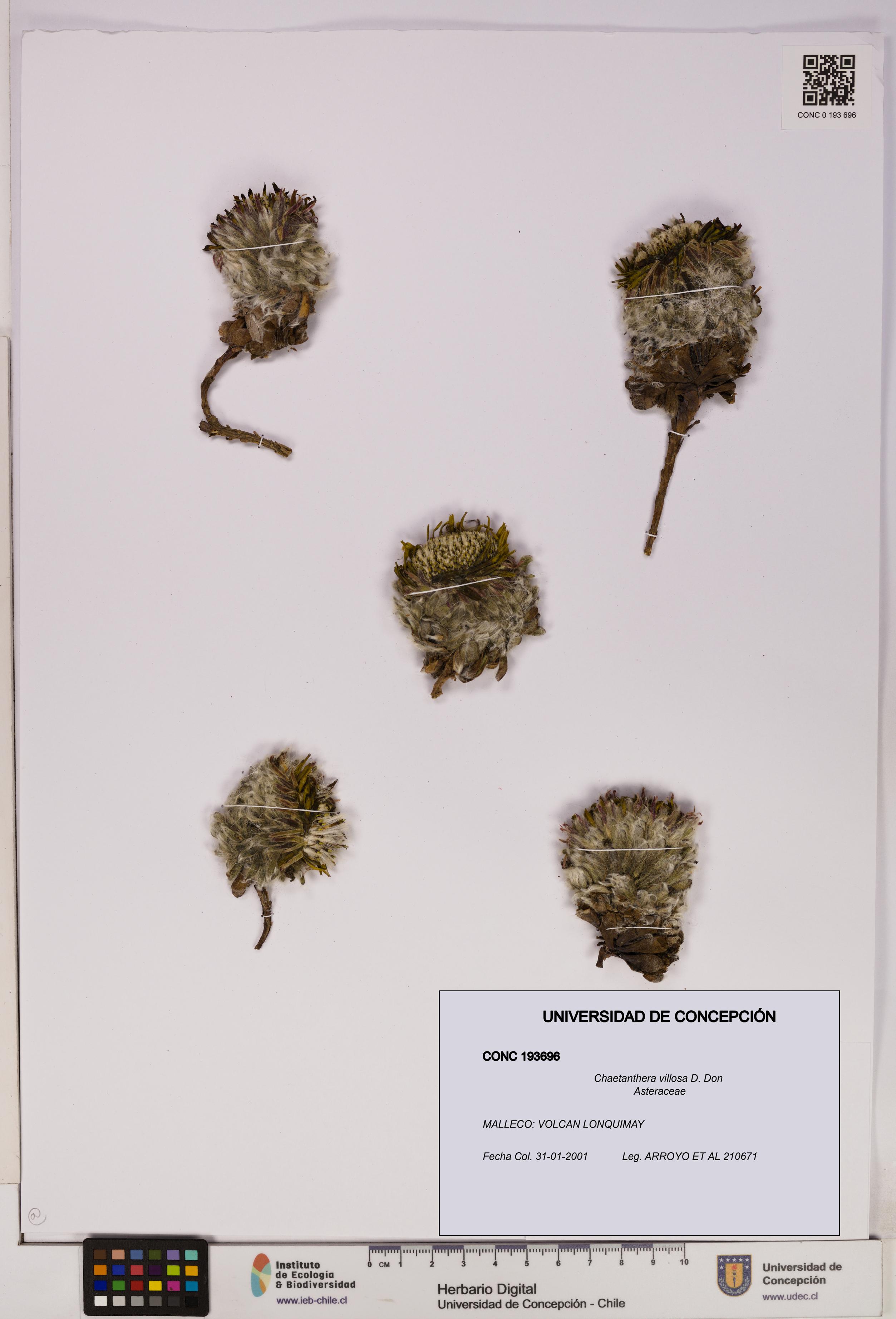 Chaetanthera villosa [Espécimen: UDEC:CONC:0193696]