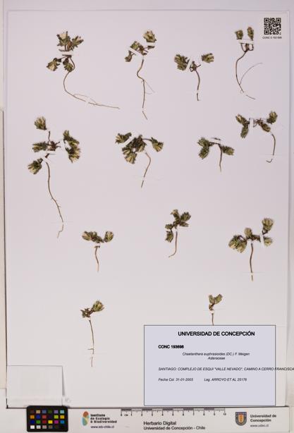 Chaetanthera euphrasioides [Espécimen: UDEC:CONC:0193698]