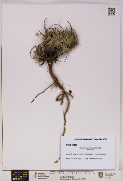 Chaetanthera chilensis [Espécimen: UDEC:CONC:0193699]