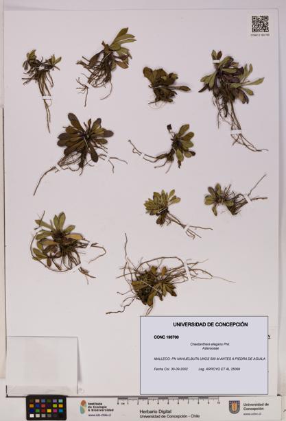 Chaetanthera elegans [Espécimen: UDEC:CONC:0193700]