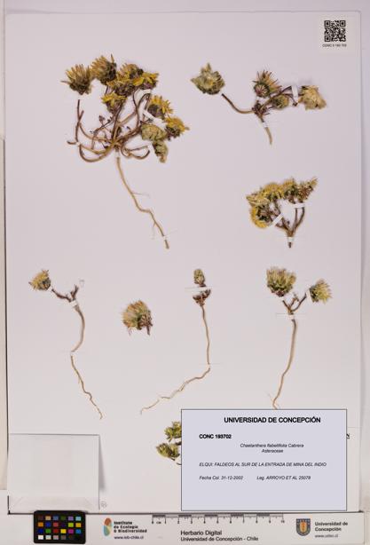 Chaetanthera flabellifolia [Espécimen: UDEC:CONC:0193702]