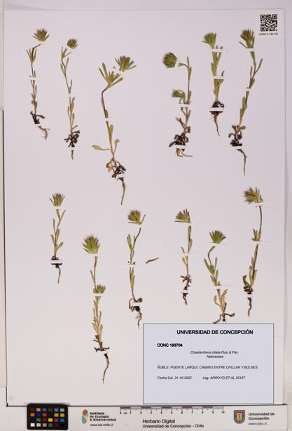 Chaetanthera ciliata [Espécimen: UDEC:CONC:0193704]