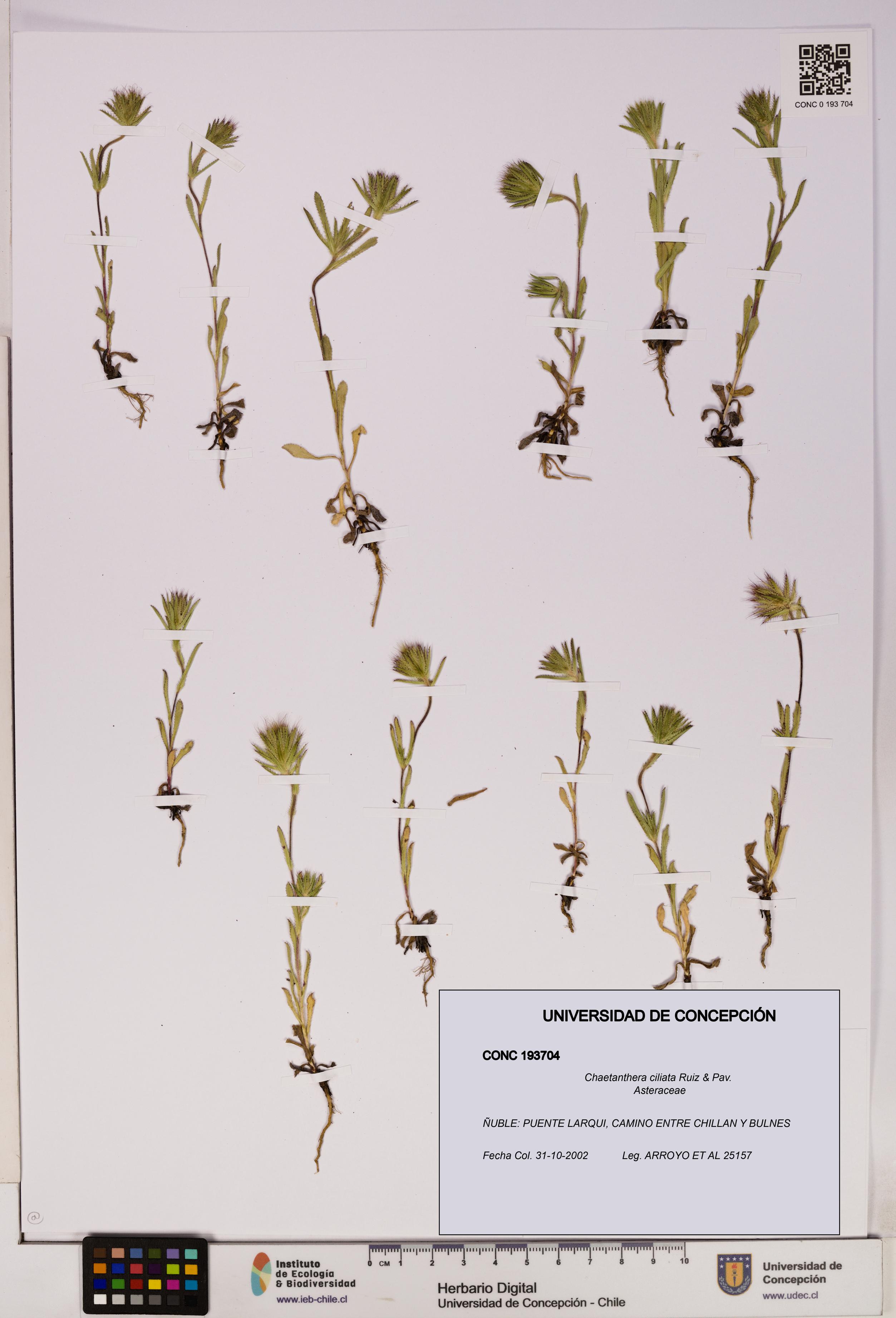 Chaetanthera ciliata [Espécimen: UDEC:CONC:0193704]