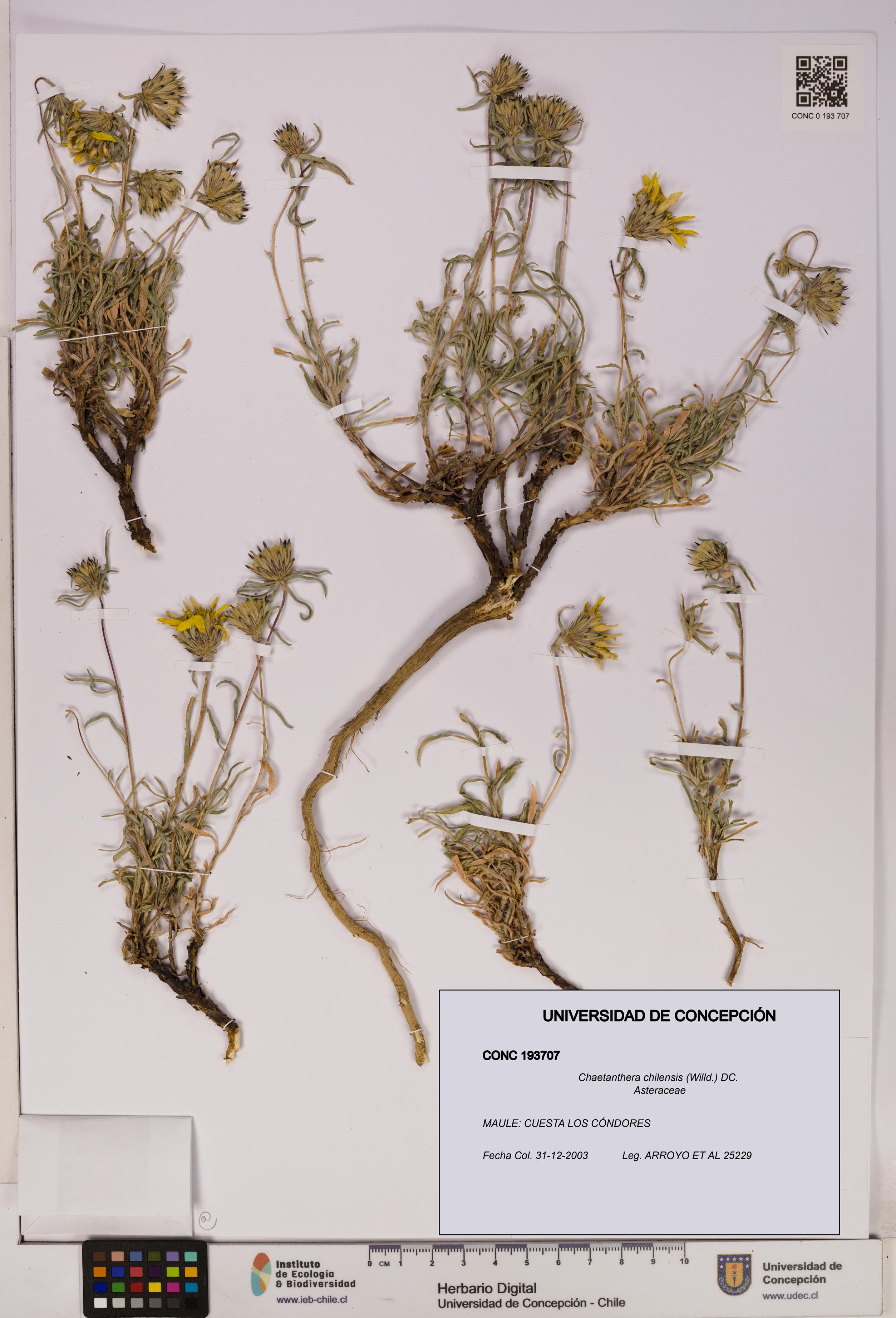 Chaetanthera chilensis [Espécimen: UDEC:CONC:0193707]