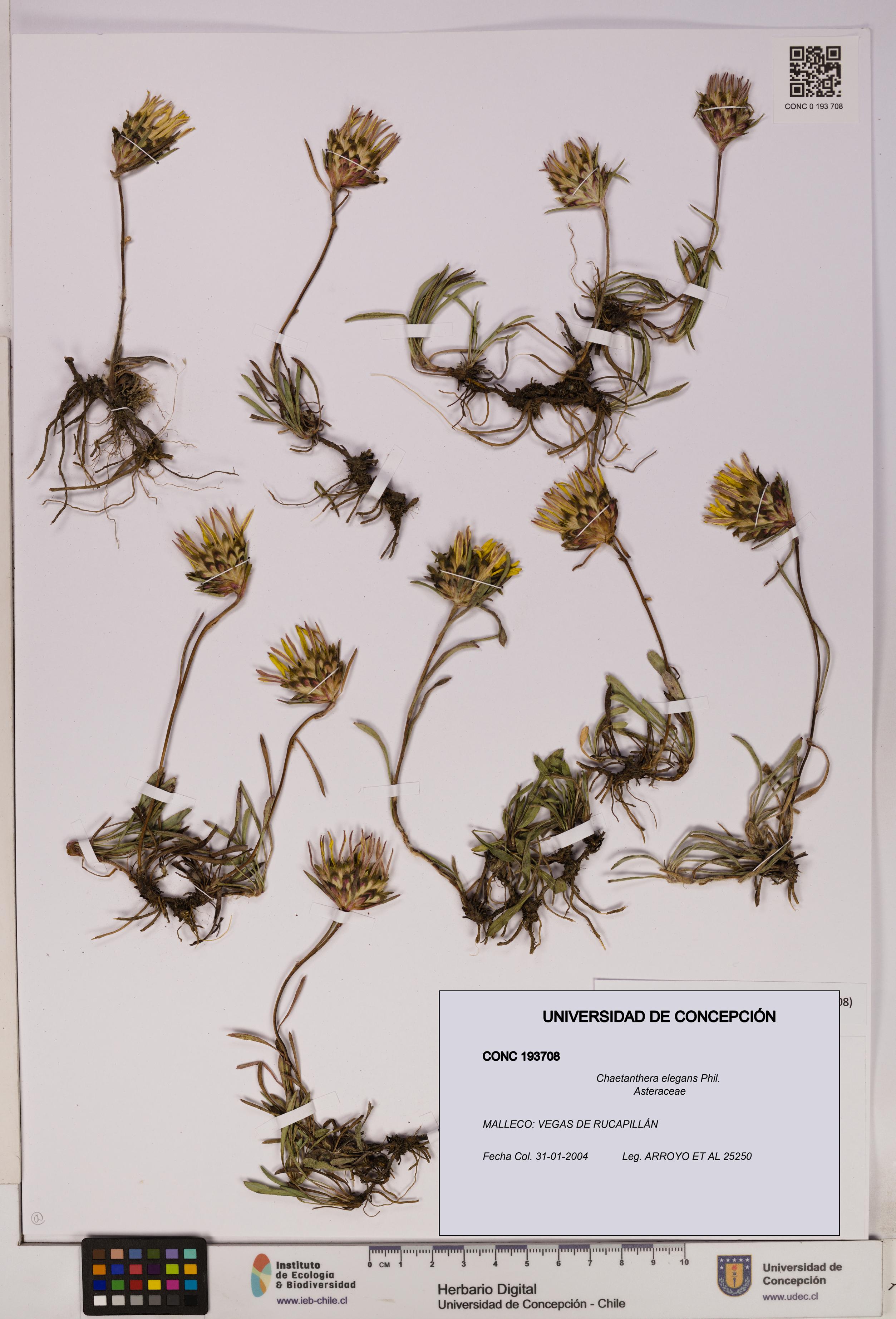 Chaetanthera elegans [Espécimen: UDEC:CONC:0193708]