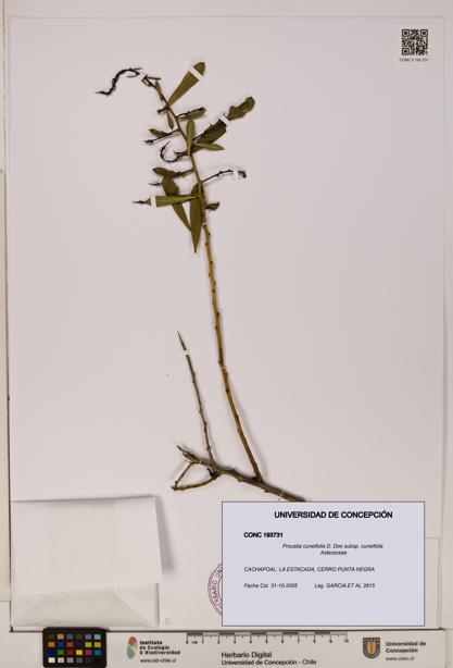 Proustia cuneifolia subsp. cuneifolia [Espécimen: UDEC:CONC:0193731]