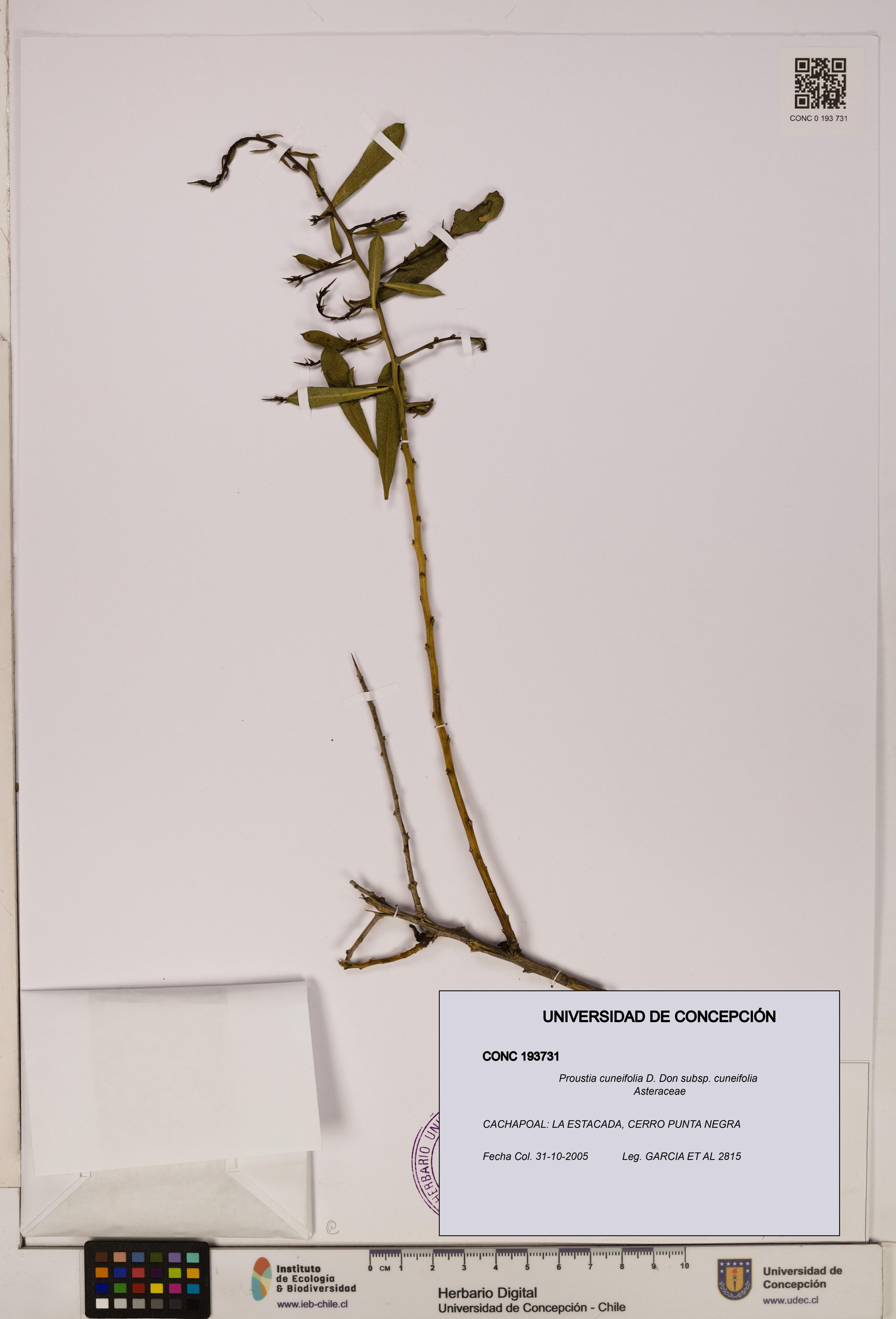 Proustia cuneifolia subsp. cuneifolia [Espécimen: UDEC:CONC:0193731]