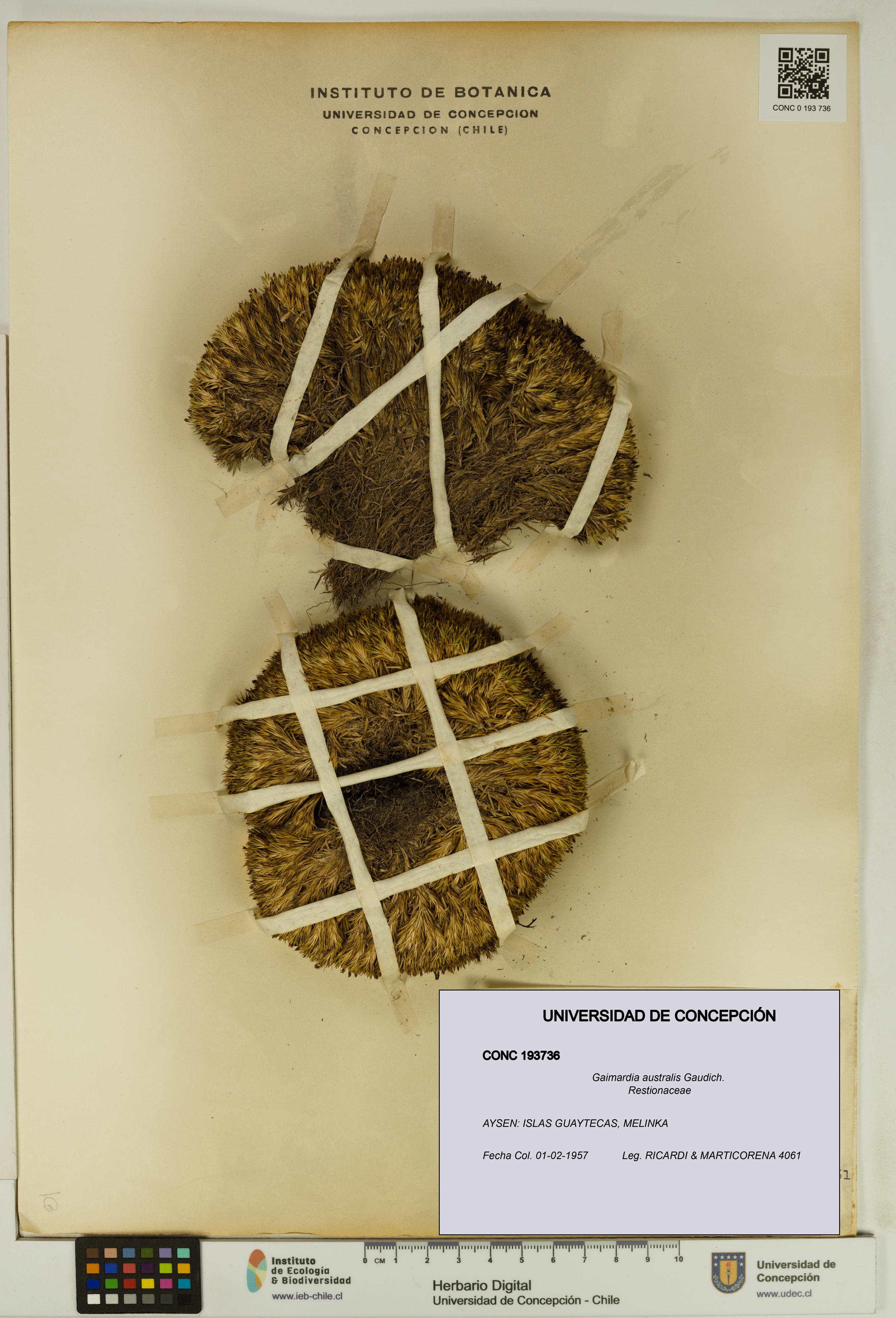 Gaimardia australis [Espécimen: UDEC:CONC:0193736]