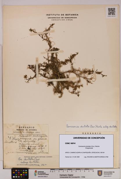 Camissonia dentata [Espécimen: UDEC:CONC:0193741]