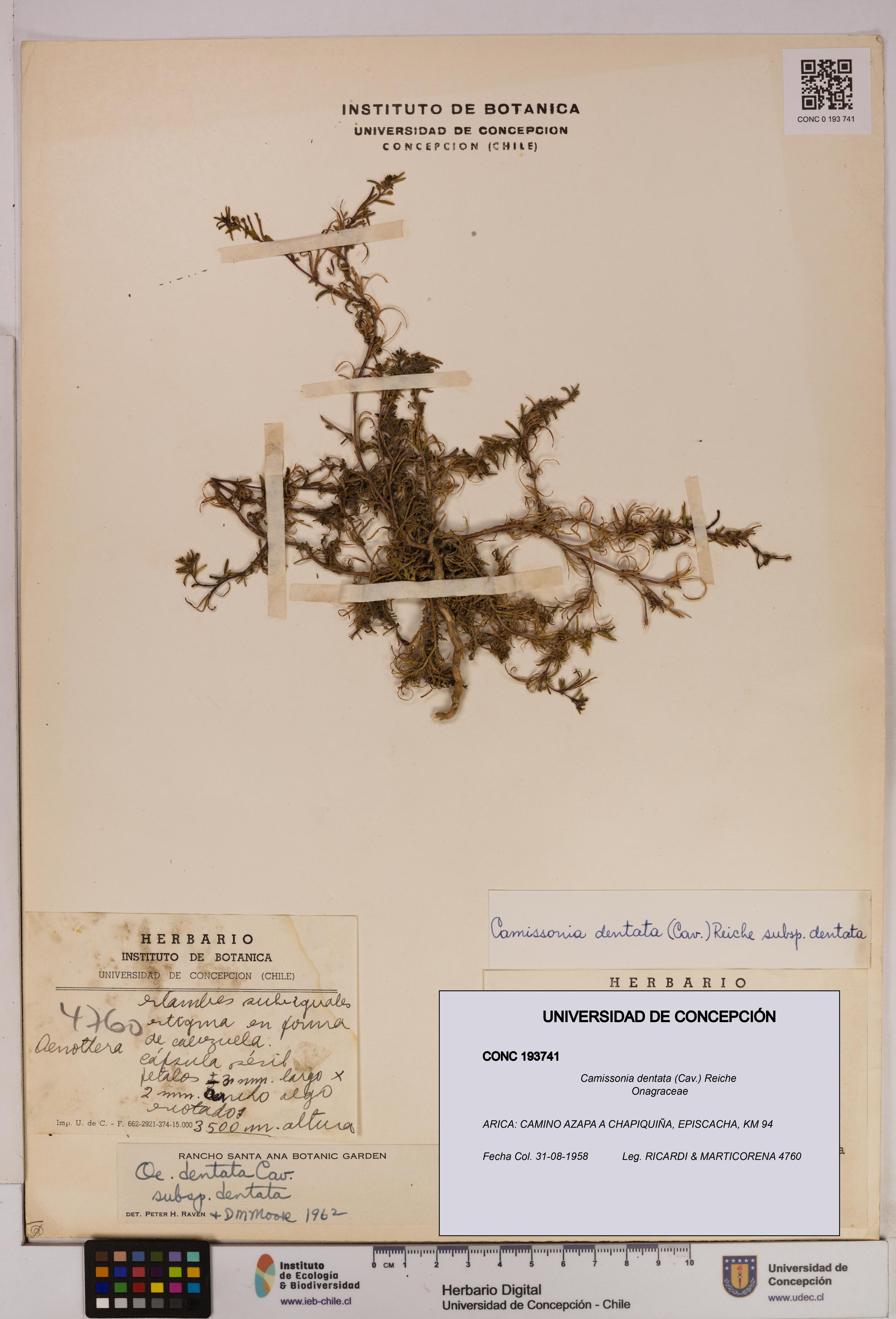 Camissonia dentata [Espécimen: UDEC:CONC:0193741]