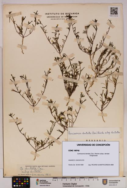 Camissonia dentata [Espécimen: UDEC:CONC:0193742]