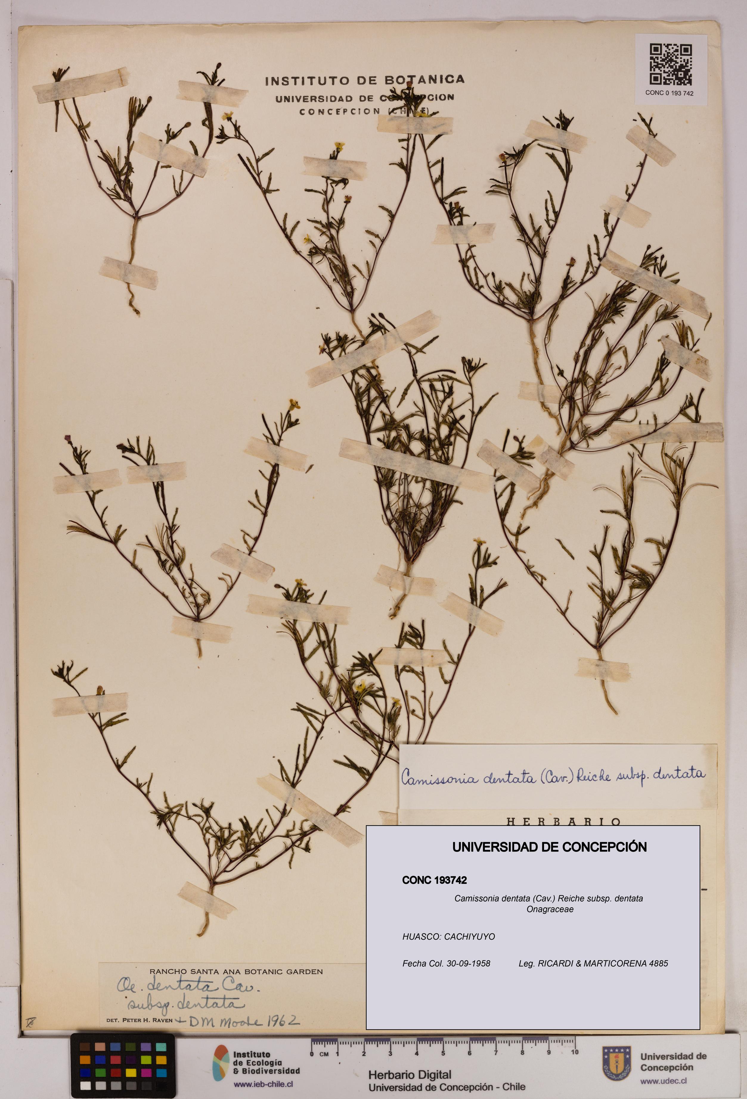 Camissonia dentata [Espécimen: UDEC:CONC:0193742]