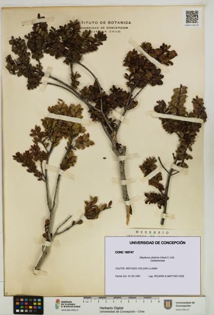Maytenus disticha [Espécimen: UDEC:CONC:0193747]