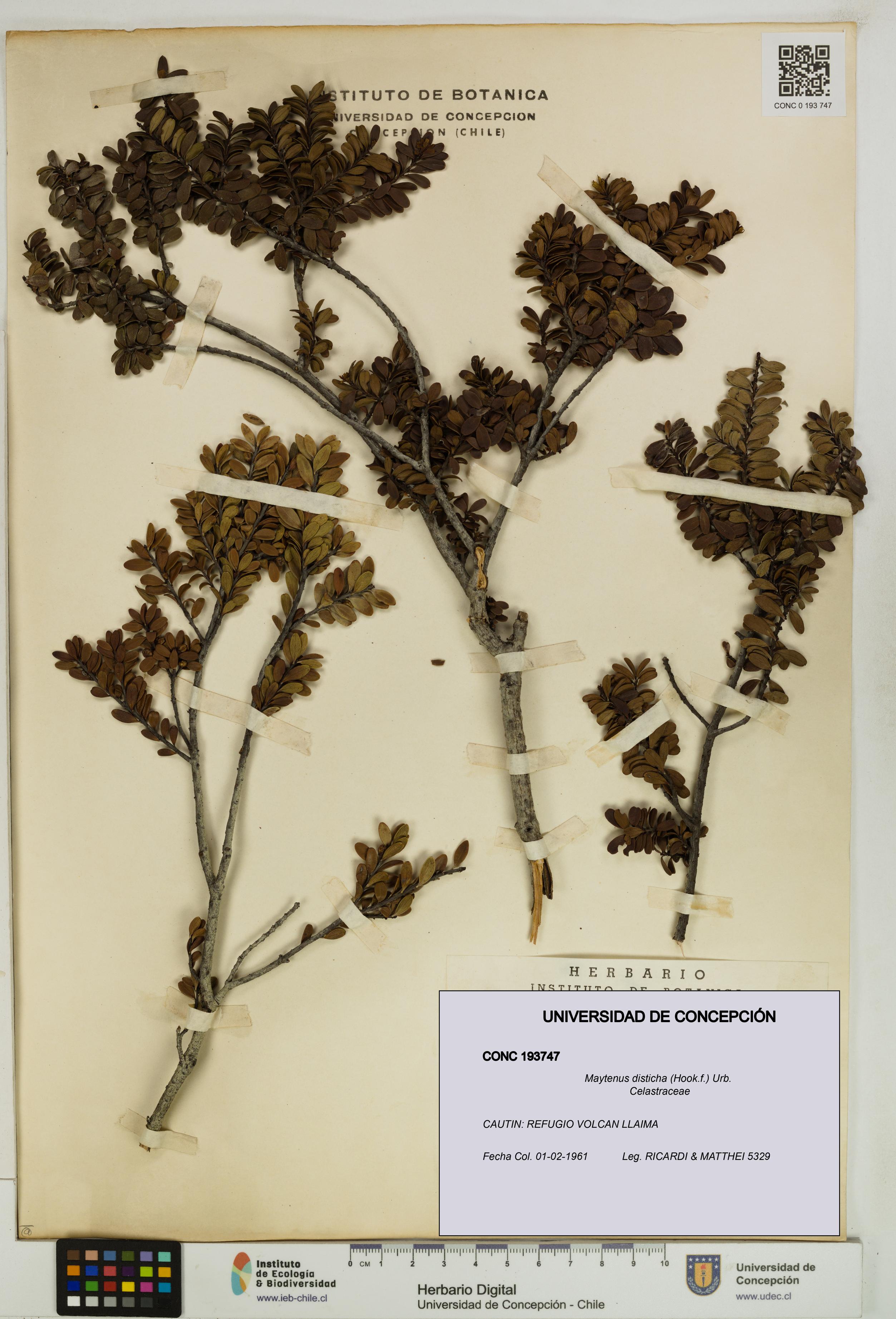 Maytenus disticha [Espécimen: UDEC:CONC:0193747]