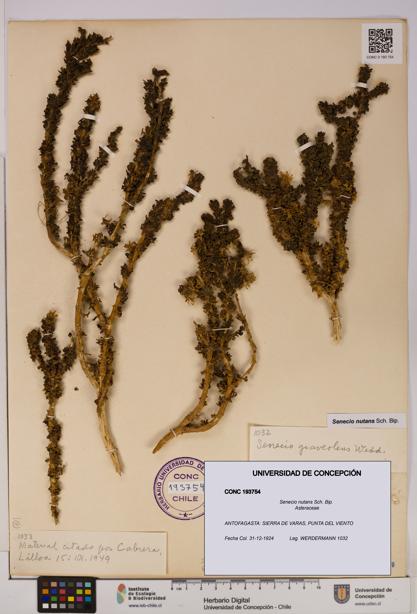 Senecio nutans [Espécimen: UDEC:CONC:0193754]